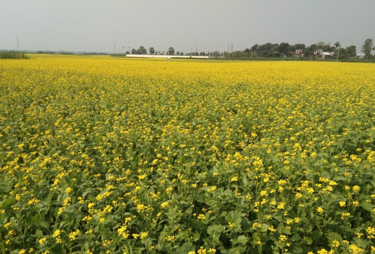 ধামরাইয়ে সরষিা বাম্পার ফলনে আশা